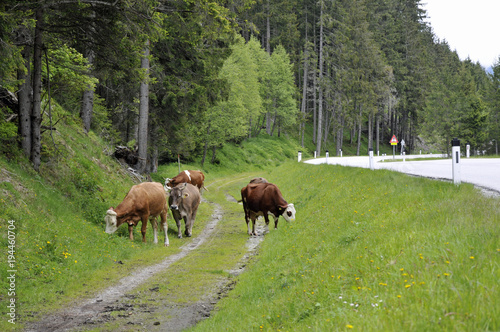 kühe grasen neben einer landstrasse im stubaital