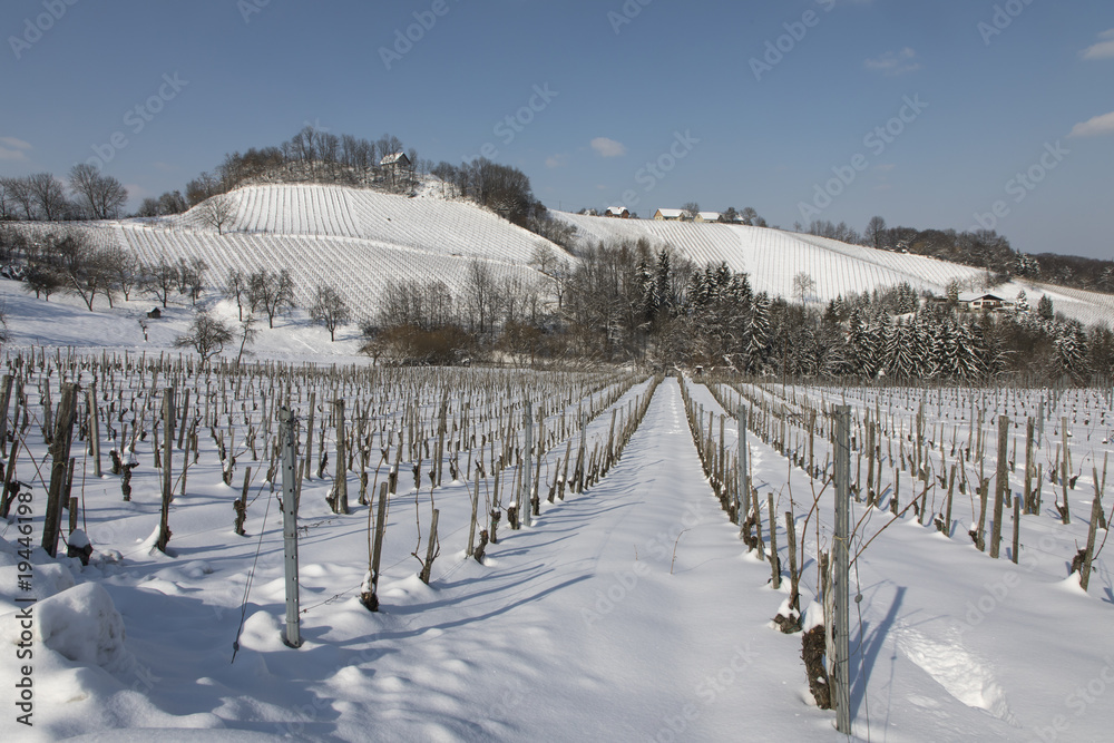 Weingarten im Winter an der südsteirischen Weinstrasse,Steiermark,Österreich