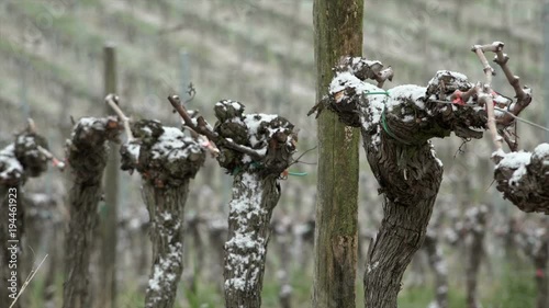 Snow covered vineyards bordeaux vineyards, Langoiran, France