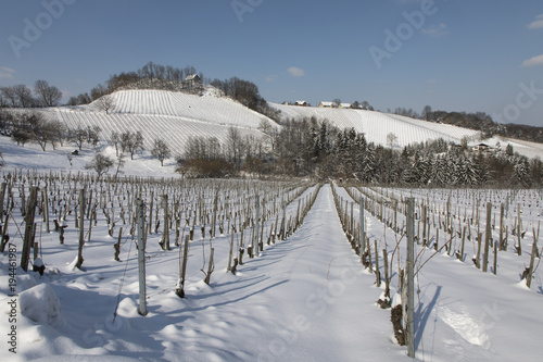 Obraz na płótnie Weingarten im Winter an der südsteirischen Weinstrasse,Steiermark,Österreich w salonie