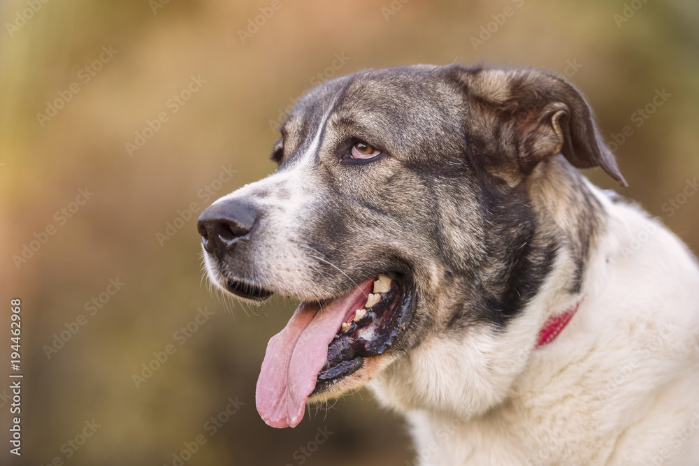 Close up portrait of Mastiff Dog in the park on a sunny day looking sideways. Close up portrait of Mastiff Dog in the park on a sunny day looking sideways.