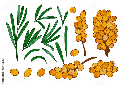 isolated berries, twigs and leaves of sea buckthorn.