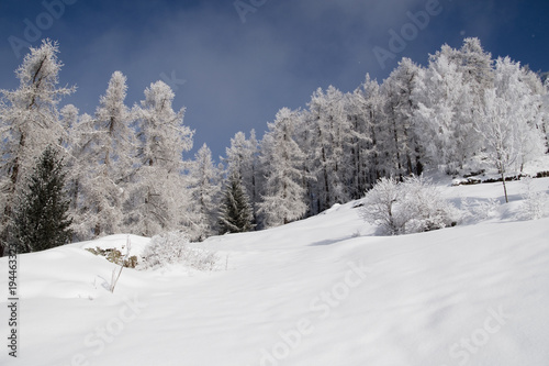 Paesaggio invernale con le piante ricoperte di neve © balenabianca