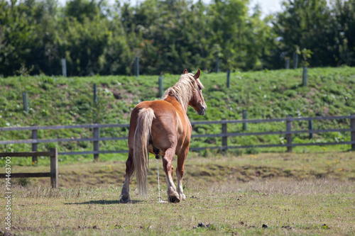Fototapeta Naklejka Na Ścianę i Meble -  Horse piss. Large chestnut horse pissing in a field.