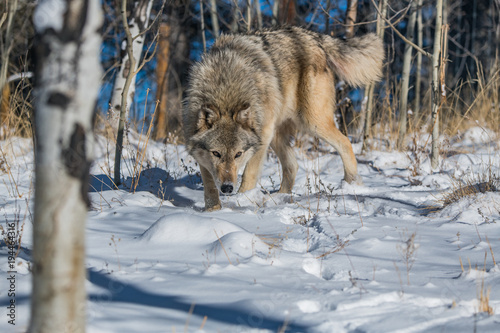 A Timber Wolf in a Snowy Forest © Kerry Hargrove