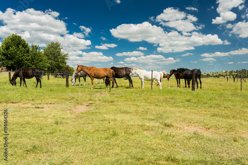 Small herd of horses grazing in a rural field behind a fence