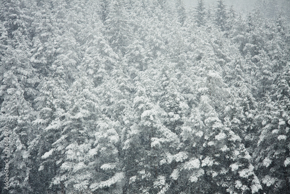 Fototapeta premium snowing in the winter forest