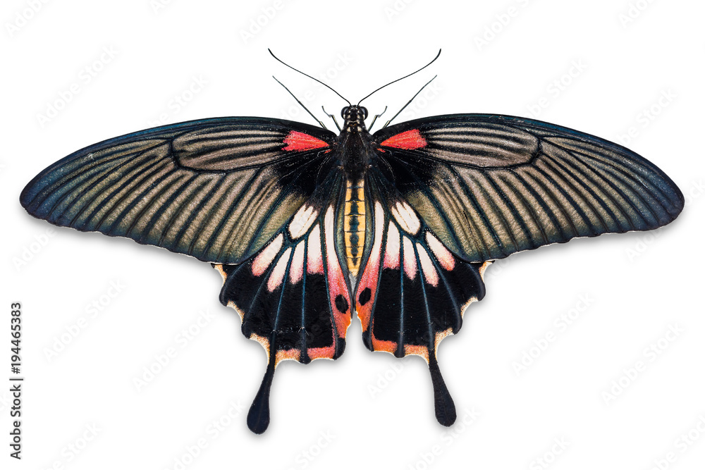 Fototapeta premium Female Great Mormon (Papilio memnon) butterfly