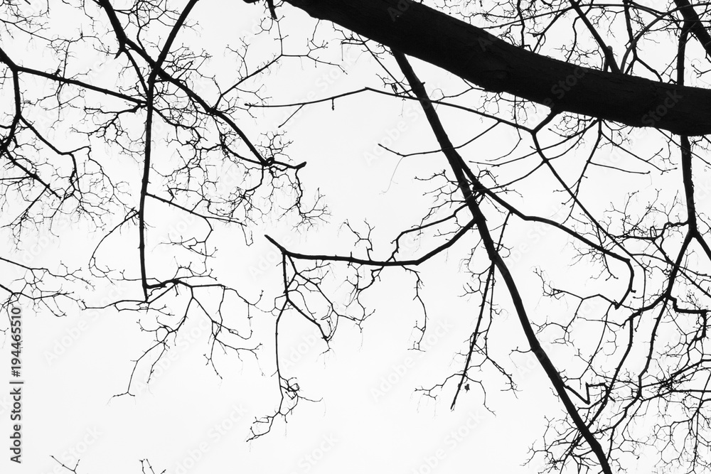 Obraz premium Minimalist tree
