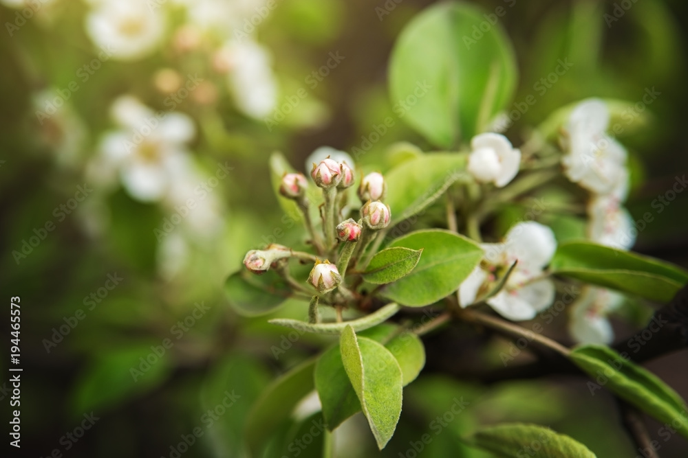 Flowers on a pear branch in the spring garden. Flowers on a pear branch in the spring garden.
