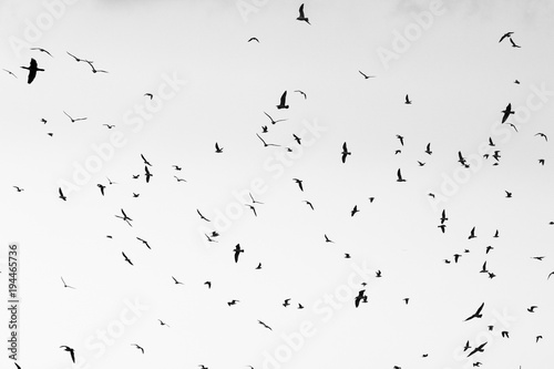 Peaceful flock © Carlos
