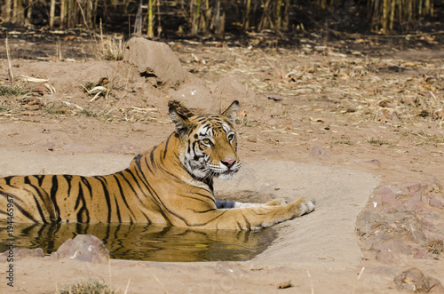 A tigress relaxing in the waterhole inside bandhavgarh national park  they would like to cool off during a hot summer day