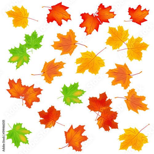 Set of maple leaves. Bright autumn leaf. Yellow and red autumn leaves, isolated on a white background. Vector illustration.