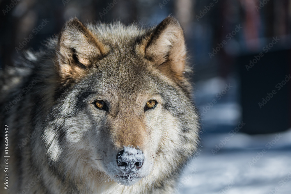 A Timber Wolf in a Snowy Forest during Winter