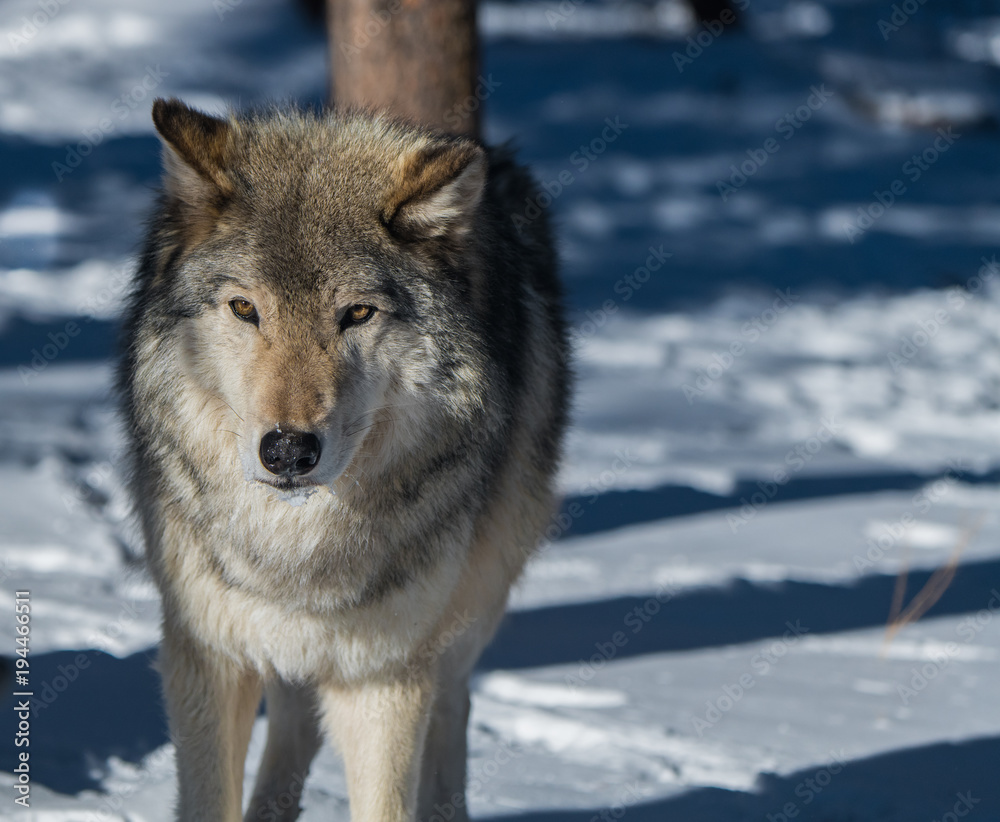 Fototapeta premium A Timber Wolf in a Snowy Forest during Winter