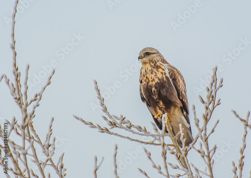 A Ferruginous  Hawk Perched on Tree Top