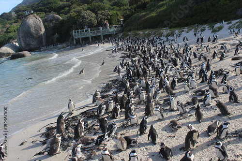 Boulders Beach - A unique Penguin beach in Cape Town South Africa