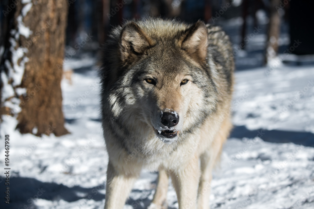 Fototapeta premium Timber Wolf in Snowy Forest
