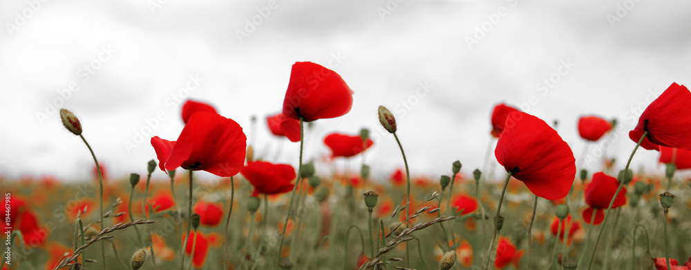 Obraz premium Maki na szarym tle nieba.