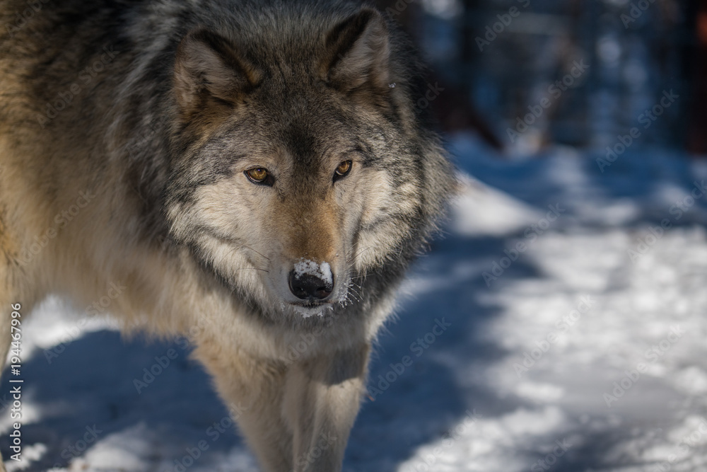 A Close up of a Gray Timber Wolf in the Snow