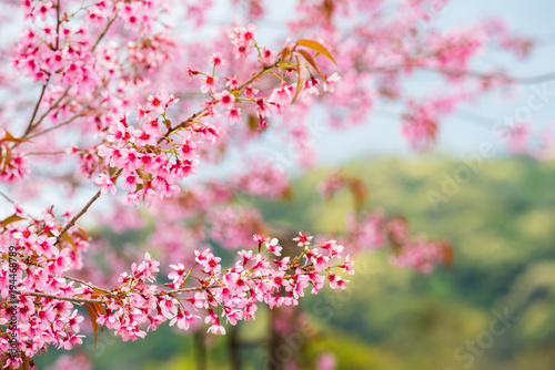himalayan cherry blossom background
