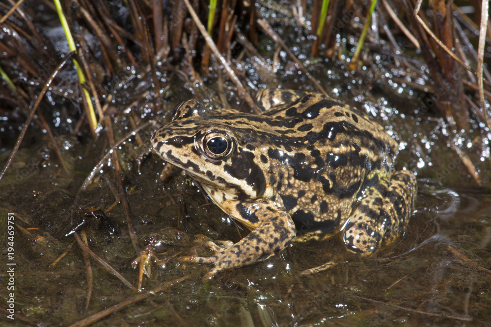 Obraz premium weiblicher Moorfrosch (Rana arvalis) - Moor frog 