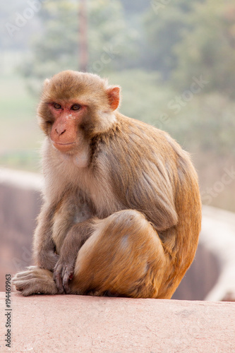 Monkey in India © Martin