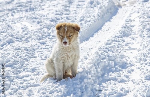 Cute  puppy in the snow © paulmalaianu
