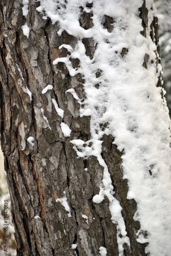 Wallpaper Mural ice and snow in winter Torontodigital.ca