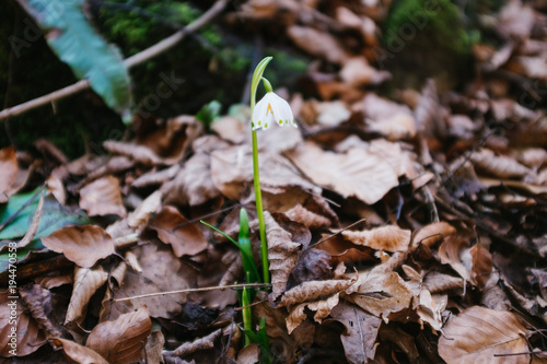 Galanthus nivalis L. (Snowdrop)