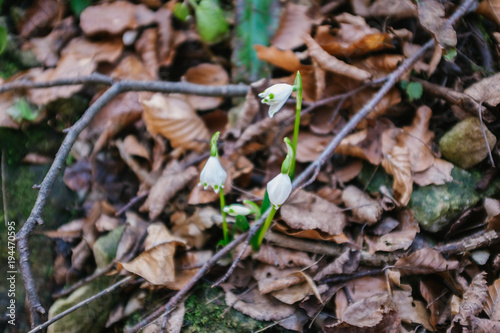 Galanthus nivalis L. (Snowdrop)