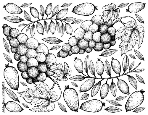 Hand Drawing Background of Red Grapes and Arrayan Fruits photo