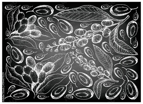 Hand Drawn of American Pokeweed and Jambolan Plums on Chalkboard