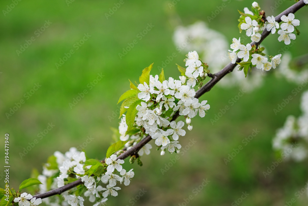 Flowering cherry branch in the spring garden. Flowering cherry branch in the spring garden.