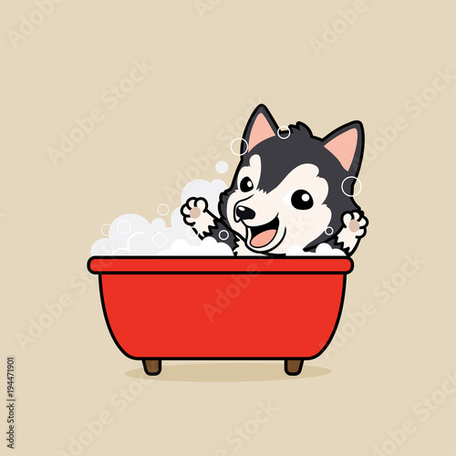 Cute cartoon character design Dark Grey Siberian Husky dog in tub take a bath in bathtub with  soap bubbles