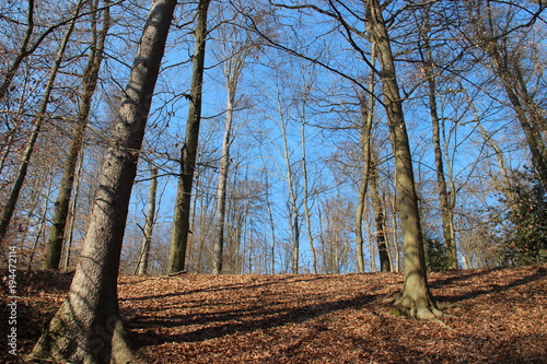 Forest Trees with leaves and blue sky background