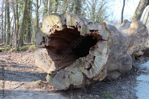 Large Hollowed out tree with natural background