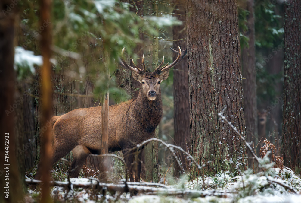 Great Adult Noble Deer Looking At You Among The Trees.Wildlife Landscape With Deer Hart (Cervus elaphus). Magnificent Deer In Winter Pine Forest. Beautiful Trophy Stag Close-Up, Scenic View. Belarus