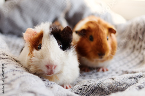 Two guinea pigs on the woolen blanket photo