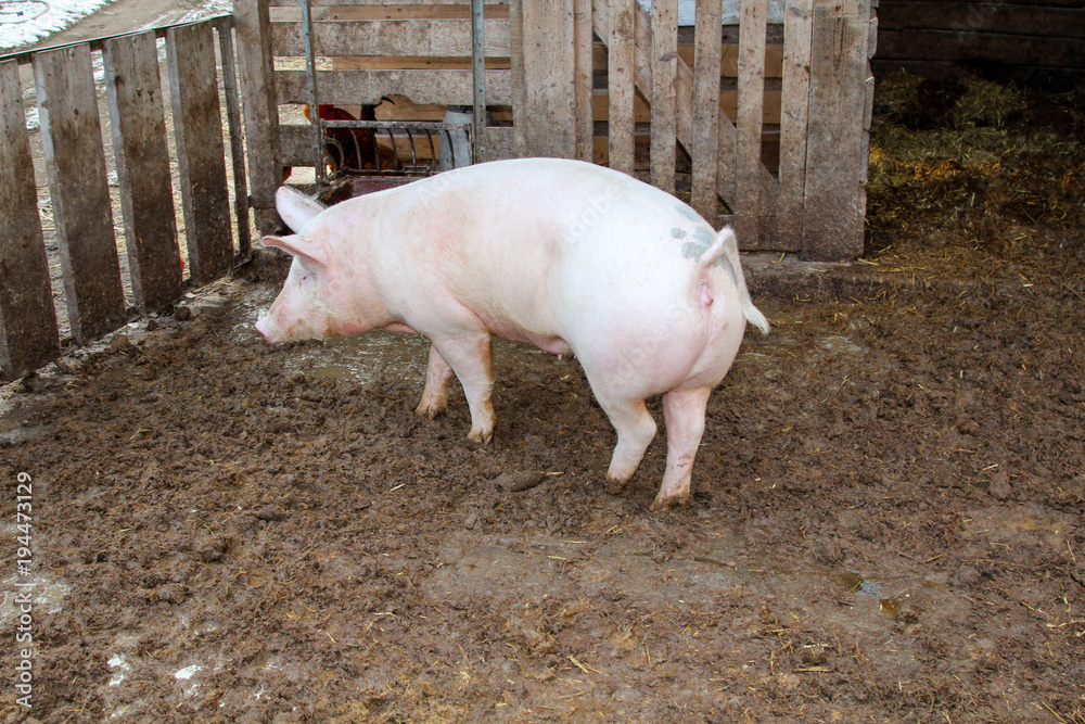 Schwein, Schweine in artgerechter Haltung Schwein, Schweine in artgerechter Haltung