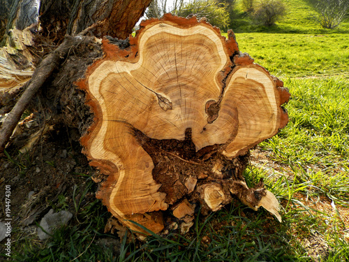 Smile of nature. Smile in a pattern of a cut tree. The shape of the face with a smile in a tree trunk