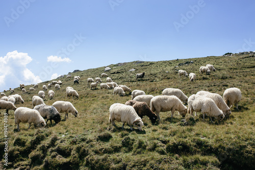 A lot of sheep in mountains eating grass.