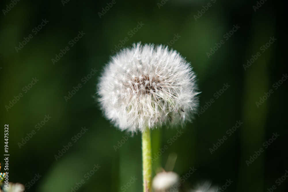 an old white dandelion on a green background