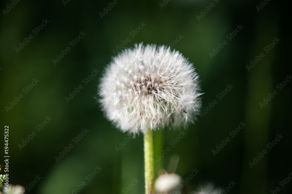 an old white dandelion on a green background an old white dandelion on a green background