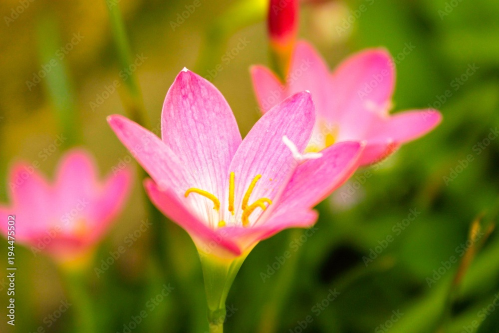 Cravo de São José (pink purple flower)