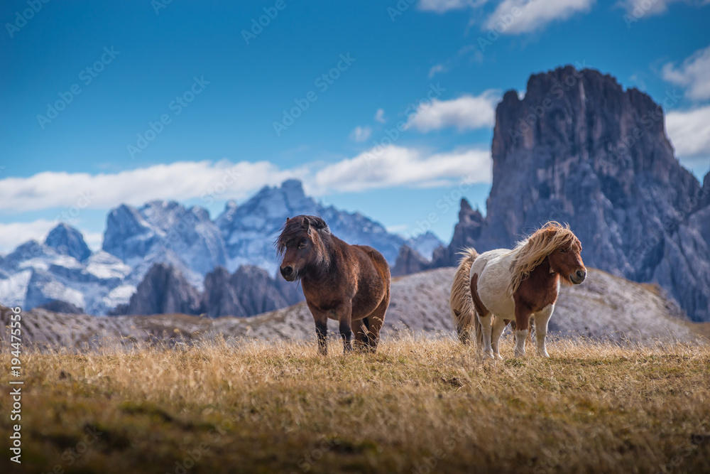 ponies on meadow in italien dolomites in south tyrol, beautiful scenery in italien alps