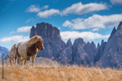 ponies on meadow in italien dolomites in south tyrol, beautiful scenery in italien alps © martingaal