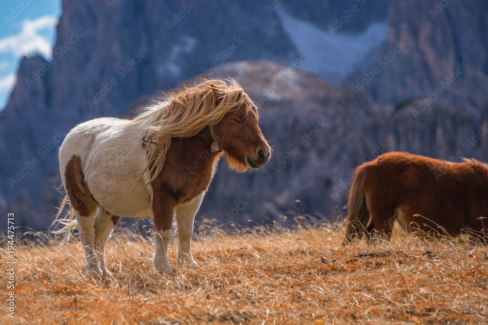 ponies on meadow in italien dolomites in south tyrol, beautiful scenery in italien alps ponies on meadow in italien dolomites in south tyrol, beautiful scenery in italien alps
