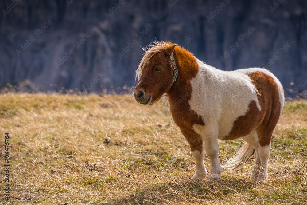 ponies on meadow in italien dolomites in south tyrol, beautiful scenery in italien alps