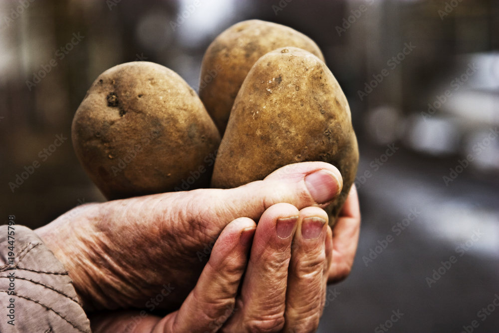 Potatoes in old wrinkled hands closeup Potatoes in old wrinkled hands closeup